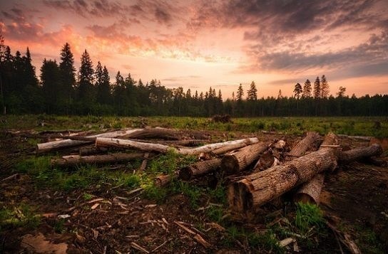 Уничтожение лесов является серьезным экологическим вопросом.