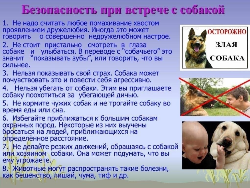 Понимание бедственного положения бездомных собак: причины и последствия перенаселения