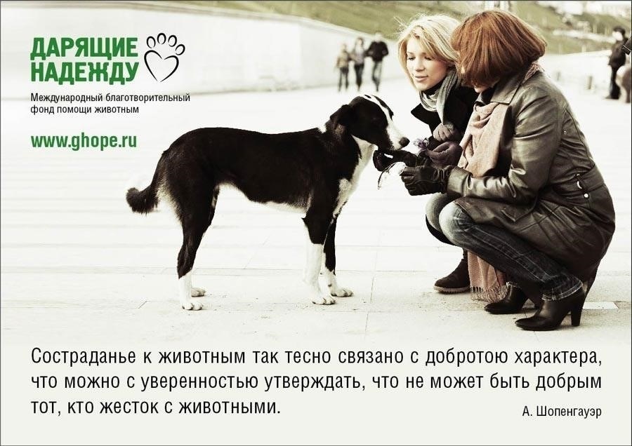 Сострадание против жестокости: как сочувствие к животным может формировать поведение человека