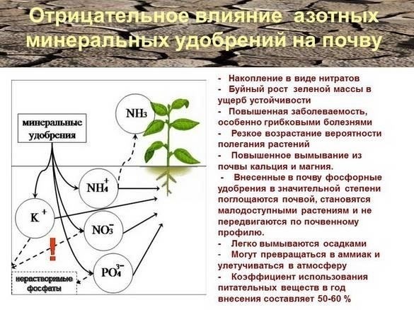 Внесение удобрений должно осуществляться в наиболее эффективные периоды, чтобы повысить их усвоение растениями и снизить вымывание в грунтовые воды.